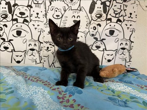 AGATHA - Domestic Short Hair available for adoption
