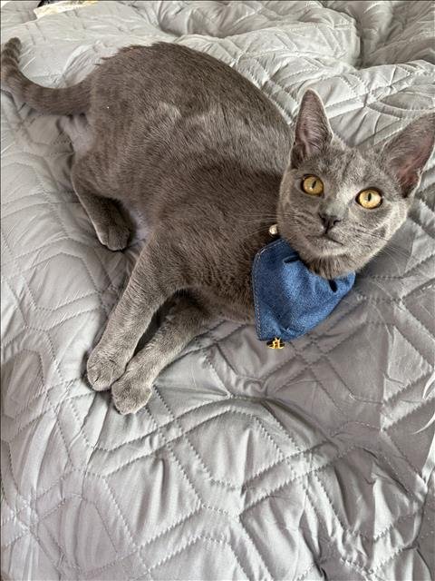LEVI - Russian Blue available for adoption