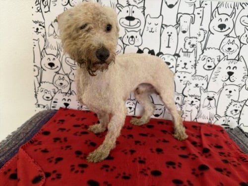 JACK - Poodle (Miniature) / Cocker Spaniel available for adoption