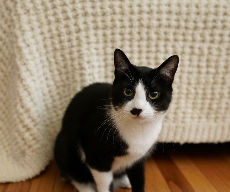 KIT-KAT - Domestic Short Hair available for adoption