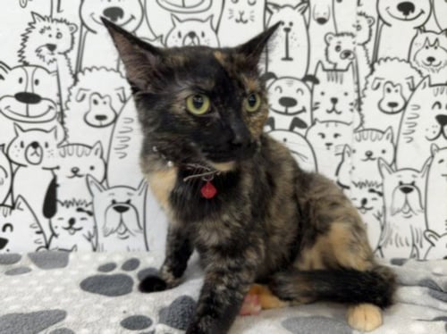 BELLE - Domestic Short Hair available for adoption