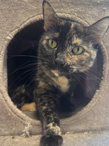 BELLE - Domestic Short Hair available for adoption