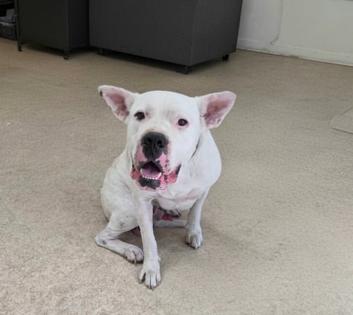 FAT BOY - Dogo Argentino available for adoption