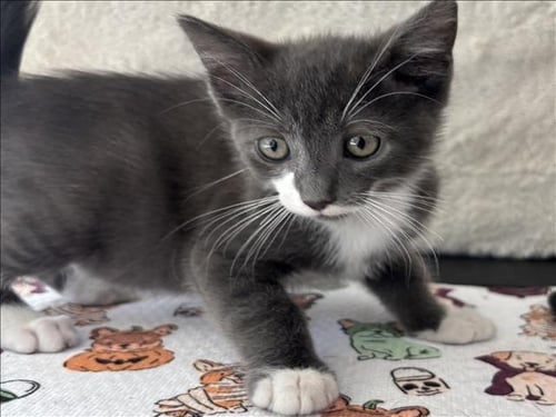 BOUNCER - Domestic Short Hair available for adoption