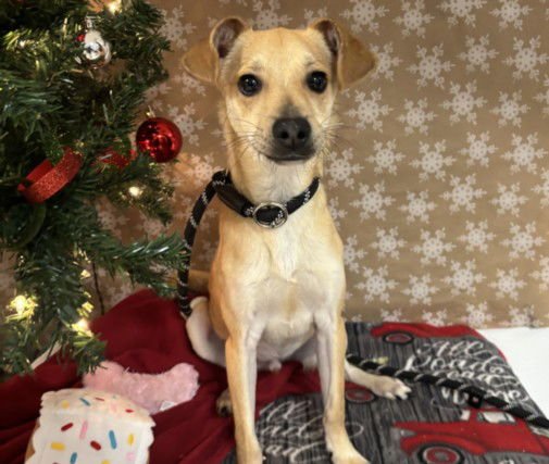 BINO - Italian Greyhound / Chihuahua available for adoption