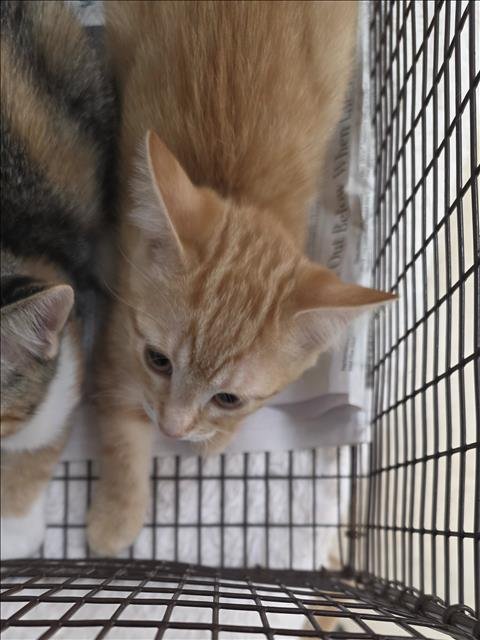 A2289585 - Domestic Short Hair available for adoption