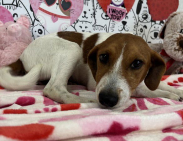 FLOWER - Jack Russell Terrier (Parson Russell Terrier) / Dachshund available for adoption