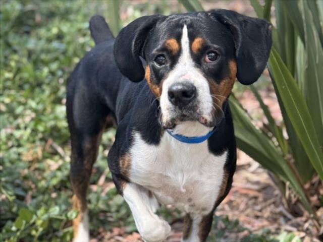 OTIS Image