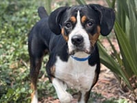 OTIS - Photo 1