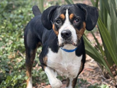 OTIS - Boxer available for adoption