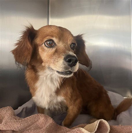 MAEVE - Cocker Spaniel available for adoption