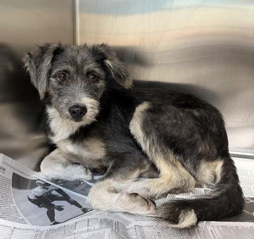 CHOCO - Border Terrier available for adoption