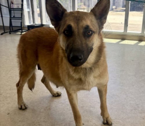 AJA - German Shepherd Dog available for adoption