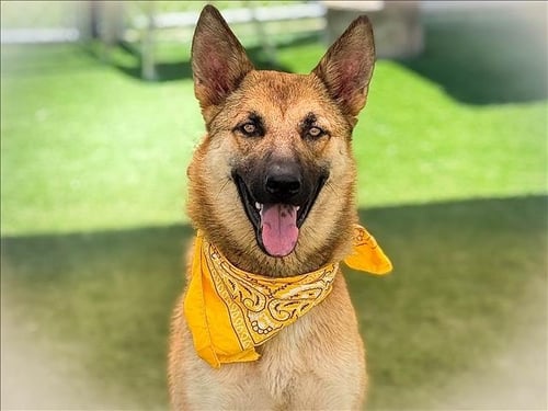 AJA - German Shepherd Dog available for adoption