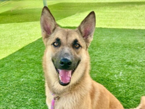 AJA - German Shepherd Dog available for adoption