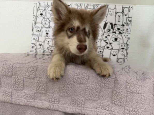 SITKA - Siberian Husky available for adoption