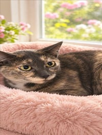 ZURI - Photo 1