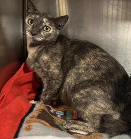 A2296326 - Domestic Short Hair available for adoption