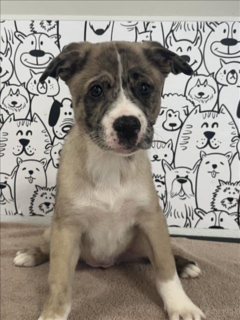 FLORA - German Shepherd Dog / Akita available for adoption