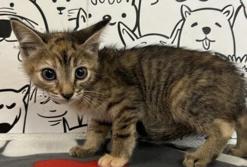 PITA - Domestic Short Hair available for adoption