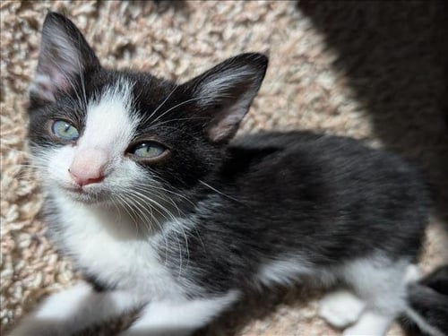 HARU - Domestic Short Hair available for adoption