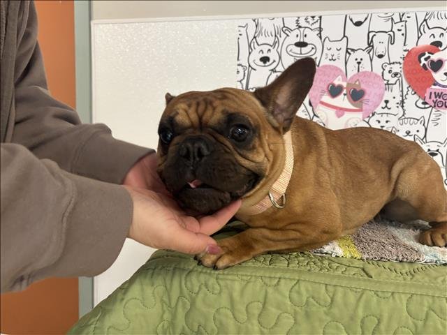 SOFIA - French Bulldog available for adoption