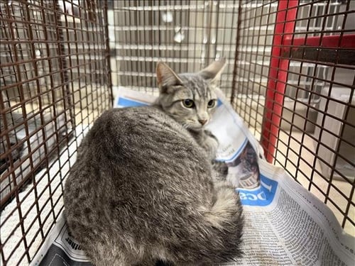 A2293172 - Domestic Short Hair available for adoption