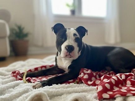 SEYMOUR - Pit Bull Terrier available for adoption