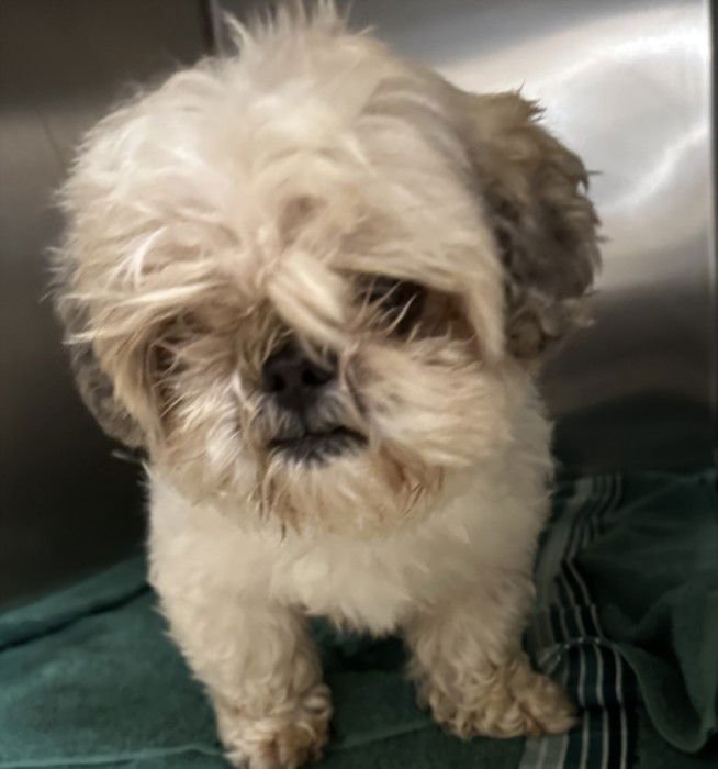 SCRUFFY - Shih Tzu available for adoption