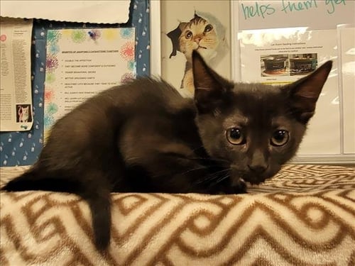 JELLY BEAN - Domestic Short Hair available for adoption