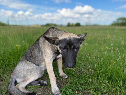 SABLE - Belgian Shepherd Malinois available for adoption