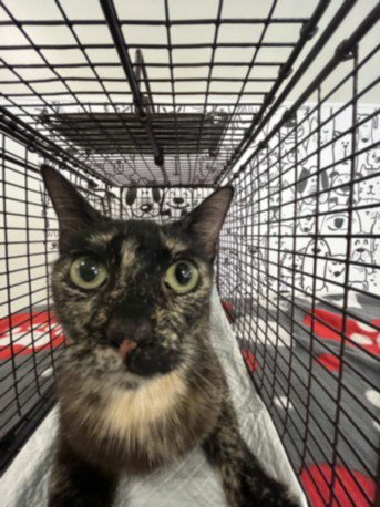 SUSANNAH - Domestic Short Hair available for adoption