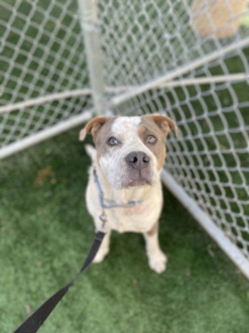 MEEKO - Pit Bull Terrier available for adoption