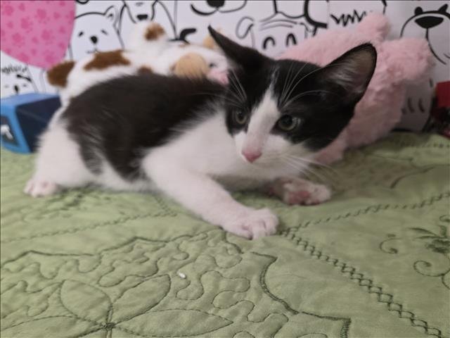 A2255590 - Domestic Short Hair available for adoption