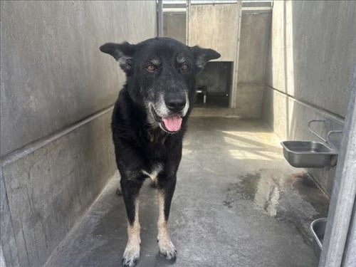 DIEGO - Belgian Shepherd Malinois / Alaskan Malamute available for adoption