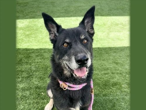 DIEGO - Belgian Shepherd Malinois / Alaskan Malamute available for adoption