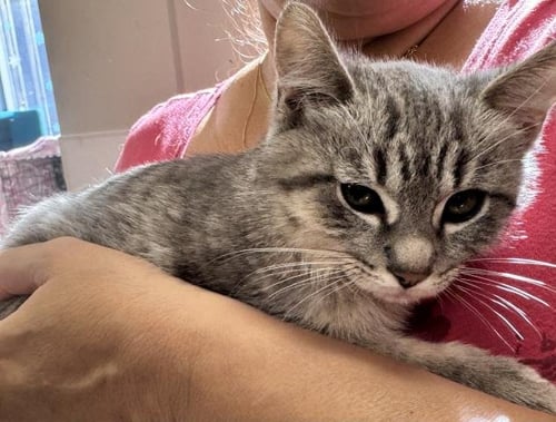 BONZO - Domestic Short Hair available for adoption