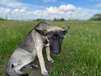 SABLE - Photo 1
