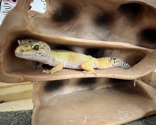 LEOPARD GECKO - Lizard available for adoption