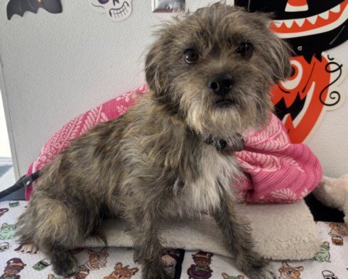 MJ - Border Terrier available for adoption