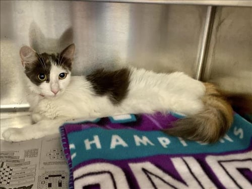 DELILAH - Domestic Short Hair available for adoption