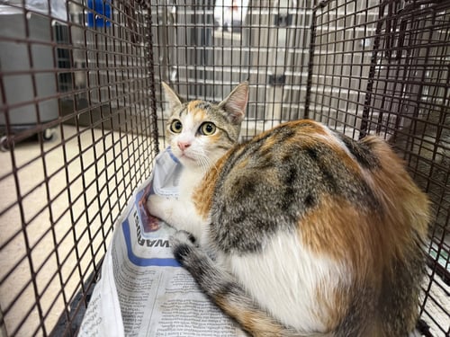 A2293174 - Domestic Short Hair available for adoption
