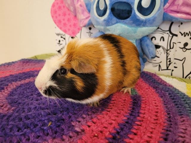 PIGGY - Guinea Pig available for adoption