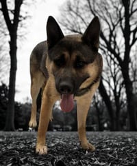 PABLO - Photo 1