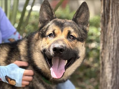 PABLO - German Shepherd Dog available for adoption
