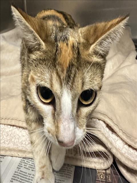 MEOW - Domestic Short Hair available for adoption