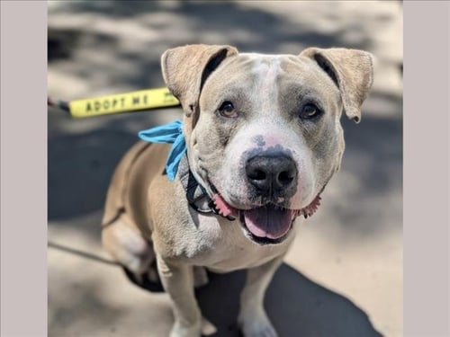 MILO - Pit Bull Terrier available for adoption