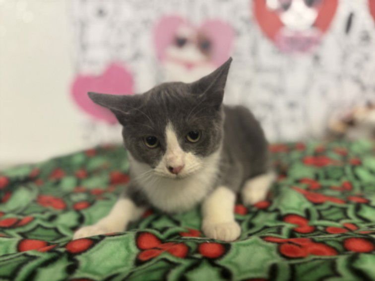 A2238204 - Domestic Short Hair available for adoption