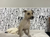 NOODLE - Photo 1