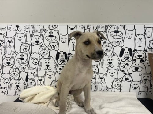 NOODLE - Labrador Retriever / Pit Bull Terrier available for adoption